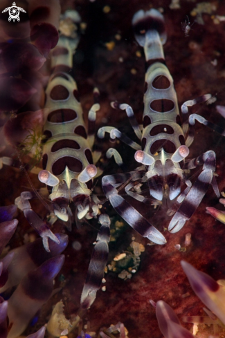 A Coleman Shrimps (Periclimenes colemani)