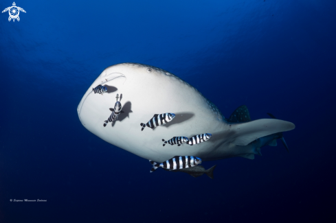 A Whale Shark