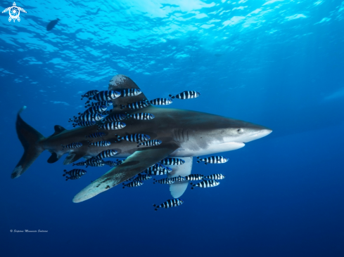 A Longimanus Shark