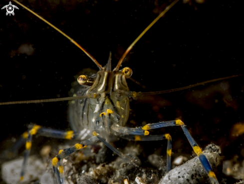 A Rockpool shrimp