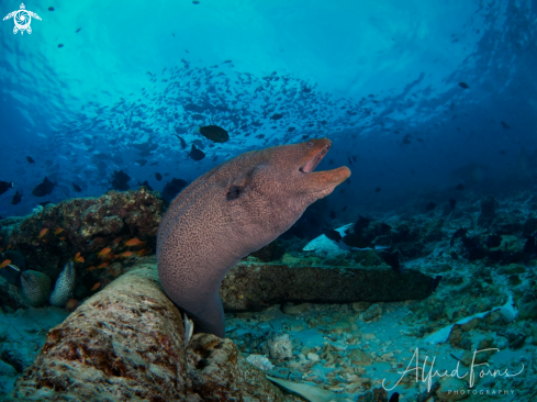 A Moray Eel 