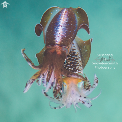 A Sepioteuthis sepioidea | Caribbean Reef Squid