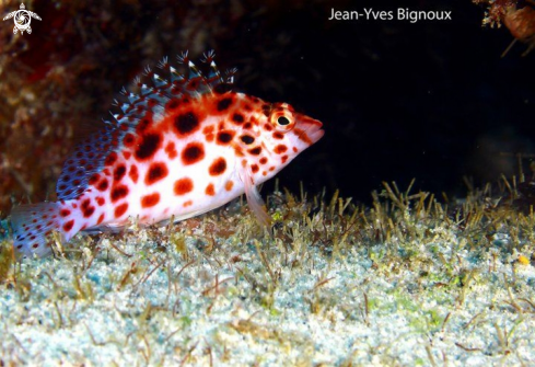 A Hawkfish Mauritius ,Grand Baie 