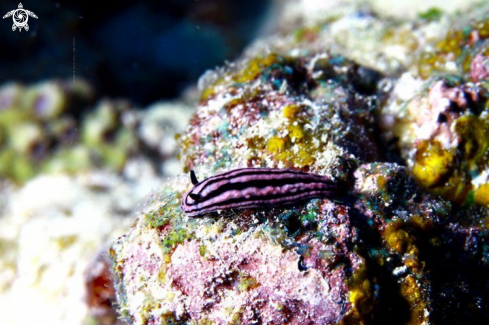 A Nudibranchia | Nudiranch Mauritius ,Grand Baie ,Mauritius/Ile Maurice 