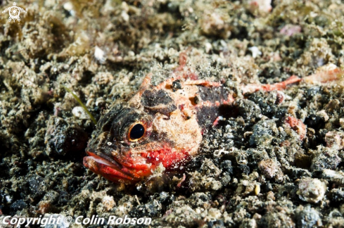 A reef fish