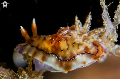 A Hypselodoris krakatoa | Hypselodoris krakatoa