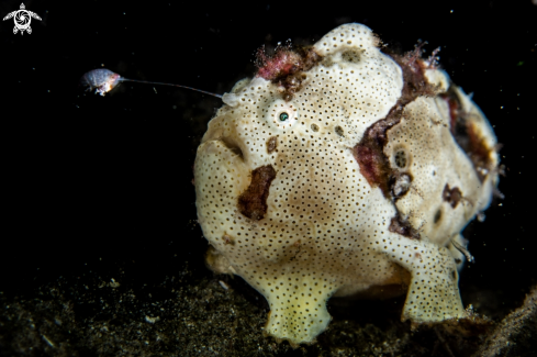 A Antennarius pictus | Painted frogfish