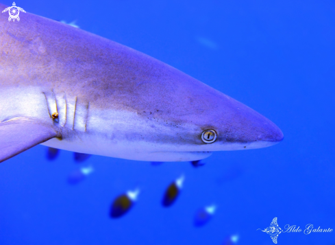 A Grey Reef Shark 