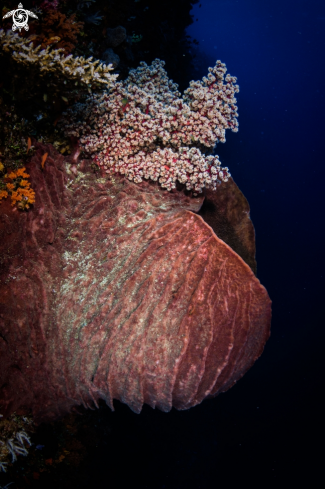 A Giant Barrel Sponge