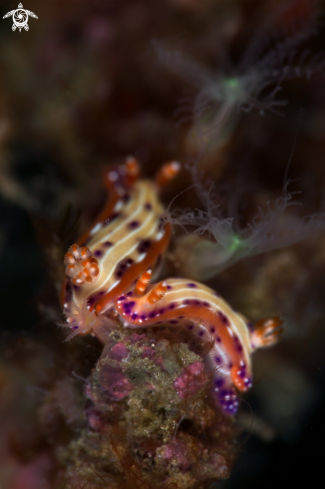 A Nudibranch Hypselodoris maculosa