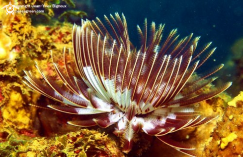 A Tube Coral ,Balaclava,Mauritius