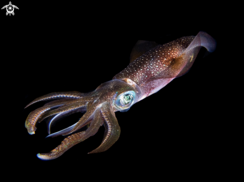 A Sepioteuthis lessoniana | Bigfin reef squid