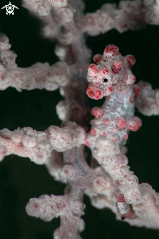 A Pygmy seahorse (Hippocampus bargibanti)