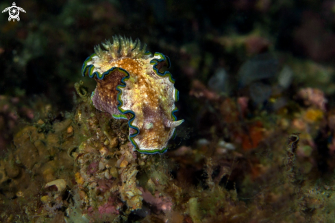 A Nudibranch Glossodoris cf cincta