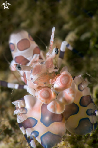 A Harlequin shrimp (Hymenocera picta)