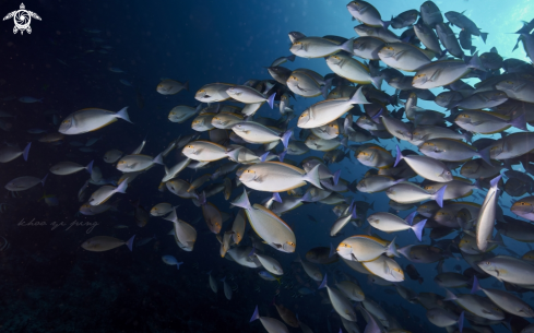 A Surgeonfish