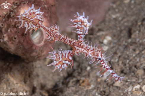 A Ornate Ghost Pipefish. Female variation.