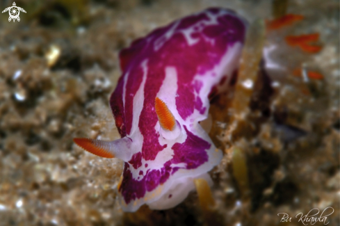 A Nudibranch 