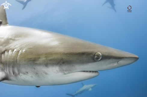 A Black Tip close up