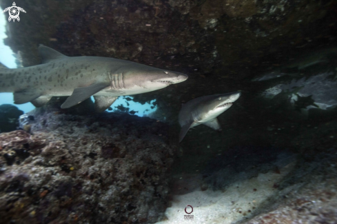 A Sand Tigers