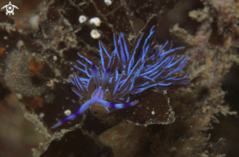 A Pteraeolidia ianthina | Australian blue dragon