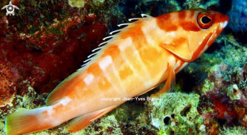 A Comet Grouper /Vieille Labou-Mauritius