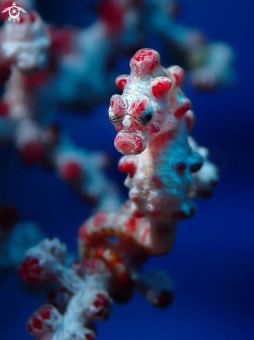 A Hippocampus bargibanti | Pygmy Seahorse