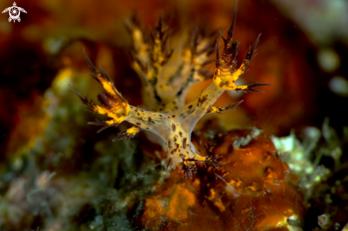 A Nudibranch  Dendronotus regius