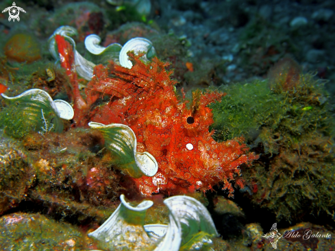 A Weedy Scorpionfish 