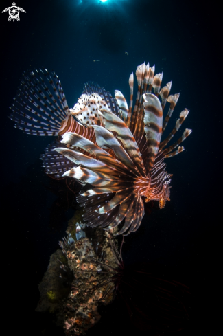 A Pterois volitans | Common Lionfish