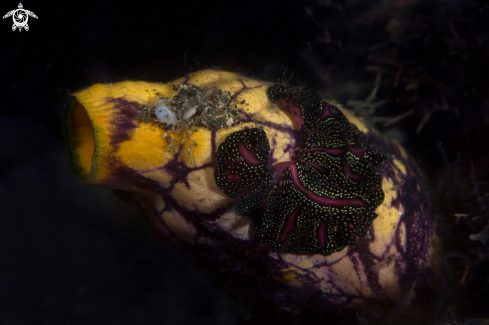 A  Persian carpet flatworm (Pseudobiceros bedfordi)