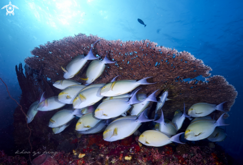 A Surgeonfish