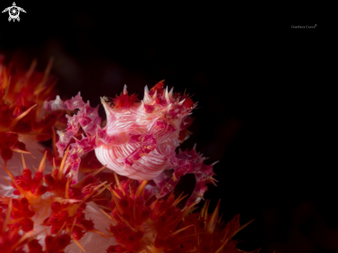 A Candy crab