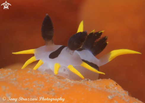 A Polycera capensis | Punk polycera