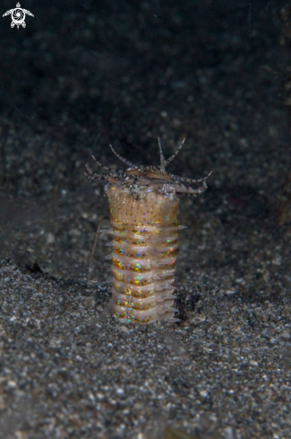 A Bobbit worm  (Eunice aphroditois) 