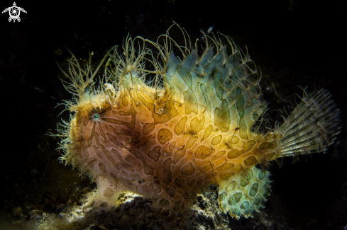 A Antennarius striatus | Hairy frogfish