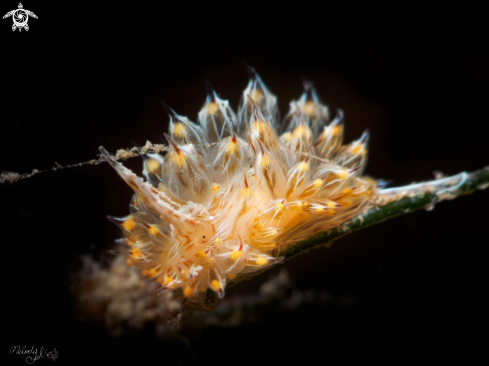 A nudibranch