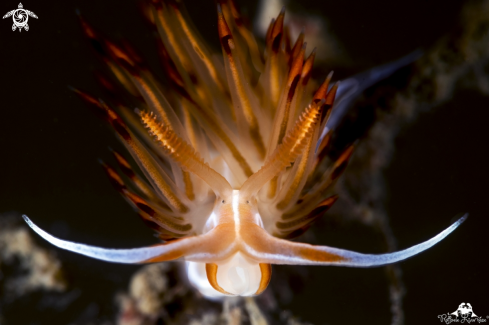 A Dondice banyulensis