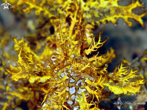 A Weedy Scorpionfish.