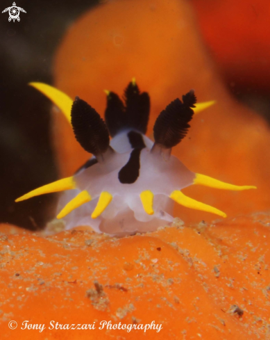 A Punk polycera