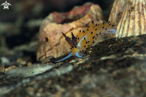 A Nudibranch Favorinus tsuruganus 