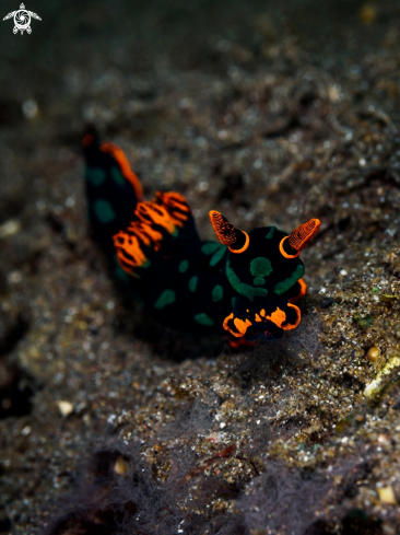 A Nudibranch