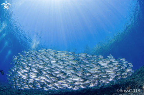 A Schooling fish