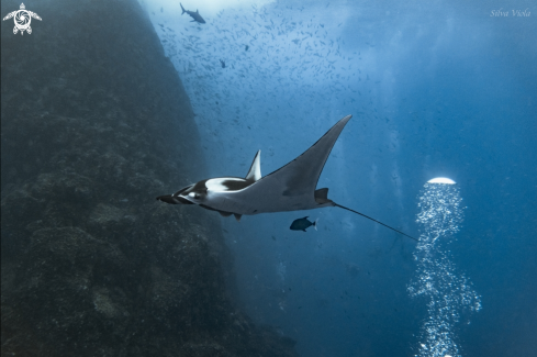 A Giant Oceanic Manta