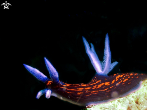 A roboastra gracilis