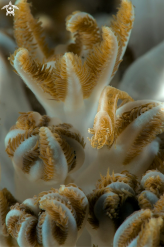 A Xenia Shrimp (Hippolyte commensalis)