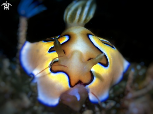 A chromodoris coi