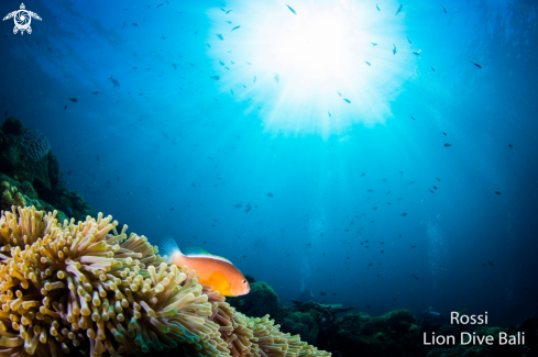 A Clownfish