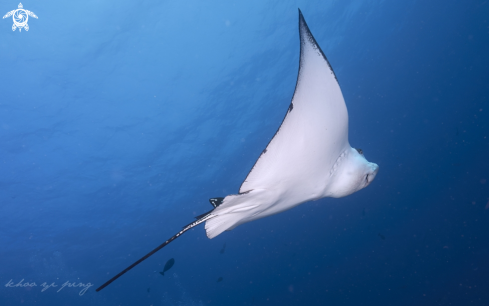 A Cownose ray