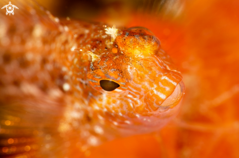 A Blenny